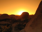 Joshua Tree Park